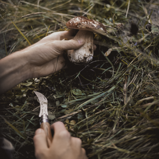 Mushroom 2
